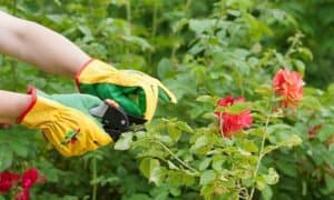 best gardening gloves for thorns