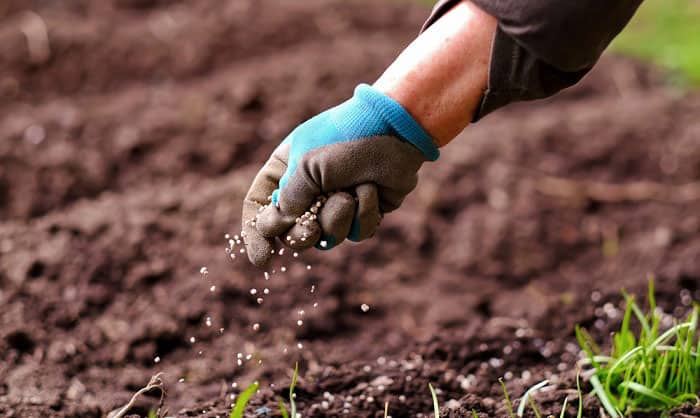 why is it wise to wear gloves when spreading fertilizer